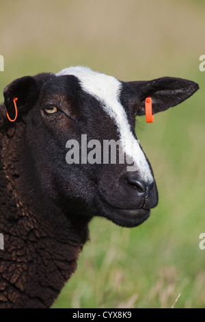 Zwartbles-Schafe (Ovis Aries). Porträt. Beachten Sie die Ohrmarke zur Identifikation. Stockfoto