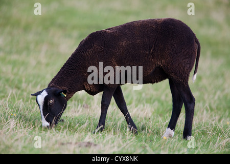 Zwartbles Schaf Ovis Aries. Grasen Rasen. Iona. Westküste Schottlands. Stockfoto