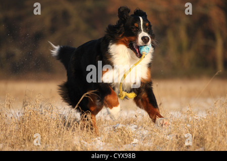 Berner Sennenhund Stockfoto