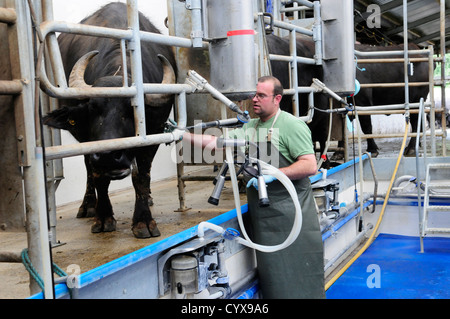 Büffel Melkstand, Laverstock Farm, UK Stockfoto