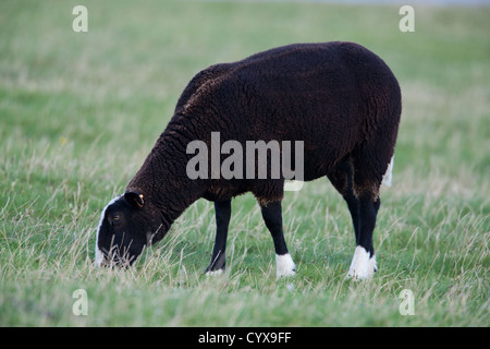 Zwartbles Schaf Ovis Aries. Grasen Rasen. Iona. Westküste Schottlands. Stockfoto