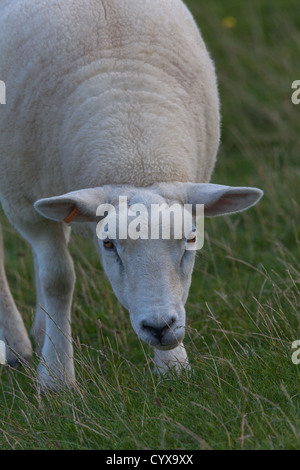 Texel-Schafe (Ovis Aries). Beweidung. Hier auf Iona, Inneren Hebriden. Rasse aus den Niederlanden nach Großbritannien eingeführt. Stockfoto