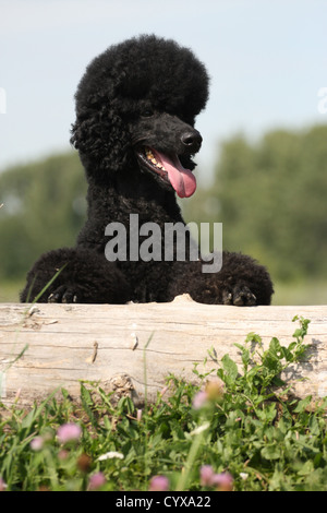 schwarzer Pudel Stockfoto