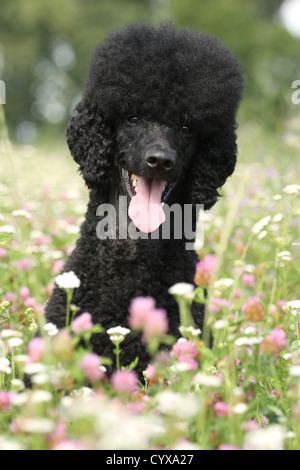 schwarzer Pudel Stockfoto