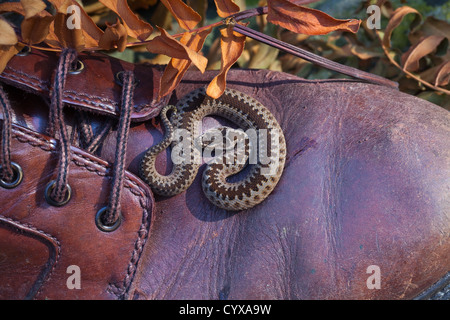 Addierer oder nördlichen Viper (Vipera Berus). Neugeborene jungen auf einem Mann Leder walking Schuh. September. Norfolk. Stockfoto