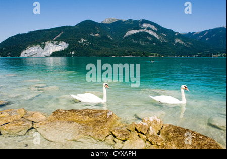 Gelben Felsen am Ufer des Wolfgangsee in Österreich, mit zwei Schwäne schwimmen durch Stockfoto