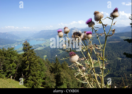 Blick vom Zwolferhorn Berg auf den Wolfgangsee in Österreich, mit Wolfkopfige Kratzdistel Blüte vor Stockfoto