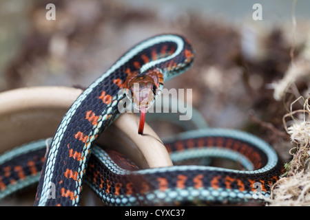 California Red-seitig Garter Snake (Thamnophis Sirtalis Infernalis). Stockfoto