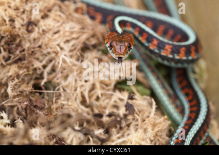 California Red-seitig Garter Snake (Thamnophis Sirtalis Infernalis). Stockfoto