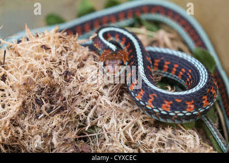 Kalifornien RED-SIDED GARTER SNAKE Thamnophis Sirtalis infernalis Stockfoto