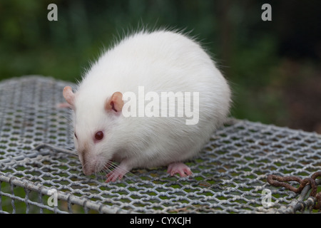 Inländische Albino-Ratte (Rattus Norvegicus). Trächtige Weibchen auf der Oberseite einen Käfig halten. Stockfoto