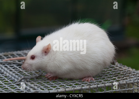 Inländische Albino-Ratte (Rattus Norvegicus). Trächtige Weibchen auf der Oberseite einen Käfig halten. Stockfoto