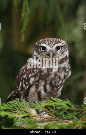 Steinkauz (Athene Noctua) Stockfoto