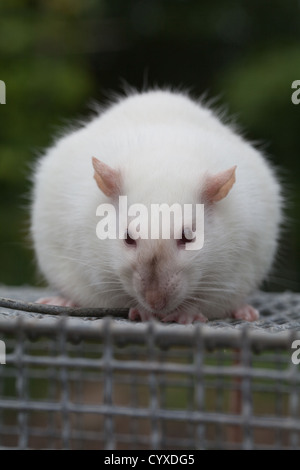 Inländische Albino-Ratte (Rattus Norvegicus). Trächtige Weibchen auf der Oberseite ein Labor mit Käfig. Stockfoto