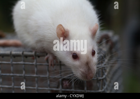 Inländische Albino-Ratte (Rattus Norvegicus). Erwachsenes Weibchen auf der Oberseite ein Labor mit Käfig. Stockfoto