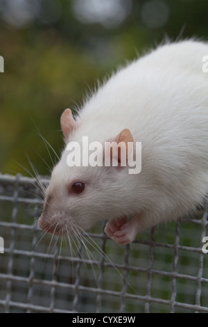 Inländische Albino-Ratte (Rattus Norvegicus). Erwachsenes Weibchen auf der Oberseite ein Labor mit Käfig. Stockfoto