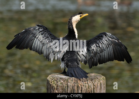 Australische Pied Kormoran trocknen Flügel Kopf Rückansicht Stockfoto