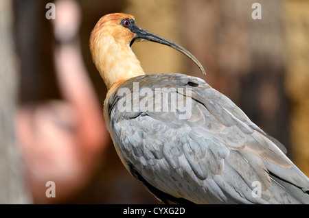 Closeup Black-faced Ibis (Theristicus Melanopis) von hinten gesehen Stockfoto