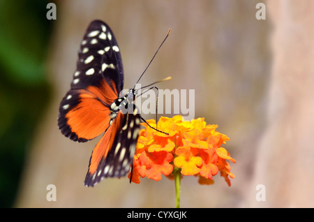 Makroaufnahme einer Tiger Longwing (Heliconius Aigeus) Schmetterling auf Blume (Lantana Camara) Fütterung Stockfoto