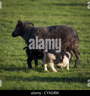 Lämmer füttern von Ewe, Island Stockfoto