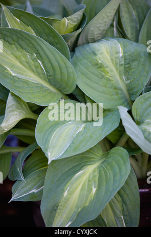 Pflanzen, Hosta, Striptease, bunte Blätter mit weißen Streifen geben der Pflanzenschutzmittels seinen Namen. Stockfoto