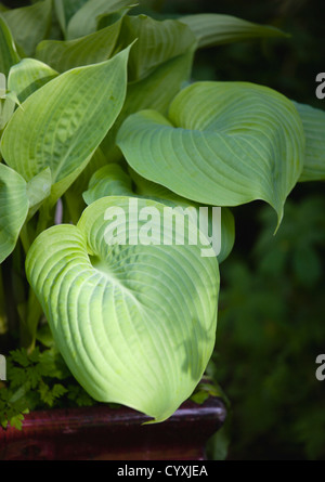 Pflanze, Hosta, Summe und Substanz, Wegerich Lilie, großes Herz geformt grüne Blätter. Stockfoto