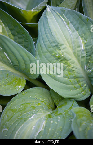 Pflanzen, Hosta, Striptease, grün artikuliertes Laub mit weißen Streifen, so dass die Pflanze es ist Name und Wasser Tropfen auf den Blättern. Stockfoto