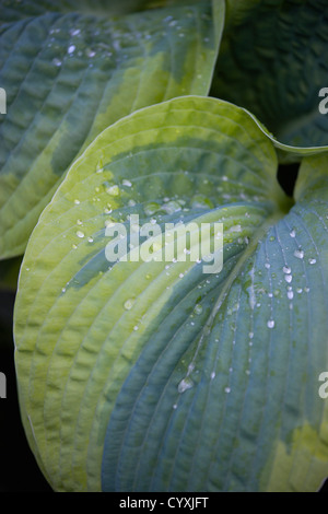 Pflanzen, Hosta, herzförmige große bunte Blätter mit Wassertropfen. Stockfoto