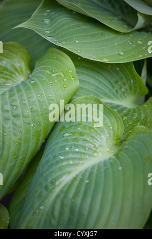 Pflanzen, Hosta, Summe und Substanz, großes Herz geformt grüne Blätter der Wegerich Lilie mit Wassertropfen. Stockfoto