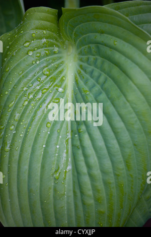 Hosta, Summe und Substanz, Wegerich Lilie, geprägt großes Herz grüne Blätter mit Wassertropfen. Stockfoto