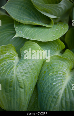 Pflanzen, Hosta, Summe und Substanz, großes Herz geformt grüne Blätter der Wegerich Lilie mit Wassertropfen. Stockfoto