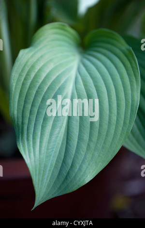 Pflanzen, Hosta, große grüne herzförmige Blätter. Stockfoto