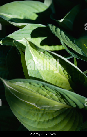 Pflanzen, Hosta, Striptease, grün bunte Laub mit weißen Streifen geben der Pflanzenschutzmittels seinen Namen. Stockfoto