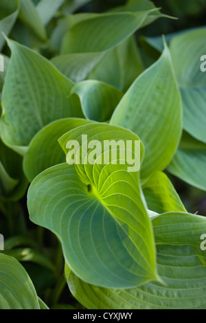 Pflanzen, Hosta, Summe und Substanz, großes Herz geformt grüne Blätter der Wegerich Lilie. Stockfoto