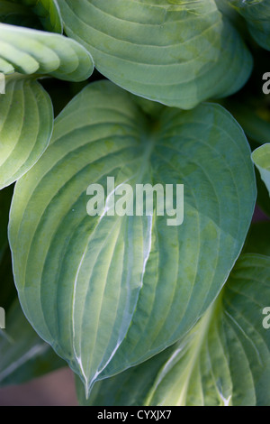 Pflanzen, Hosta, Striptease, grün bunte Laub mit weißen Streifen geben der Pflanzenschutzmittels seinen Namen. Stockfoto