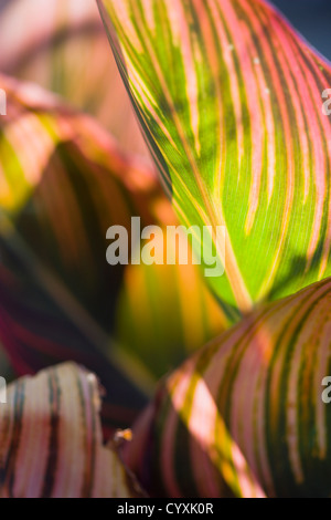 Pflanzen, Canna, Tropicanna, hinterleuchtete bunt rot gelb und grün gestreifte Blätter. Stockfoto