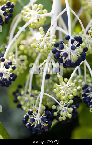 Pflanzen, Sträucher, Fatsia Japonica, japanische Aralia, schwarz und grün, die Reife Frucht wächst in Büscheln auf dem Zweig der Pflanze. Stockfoto