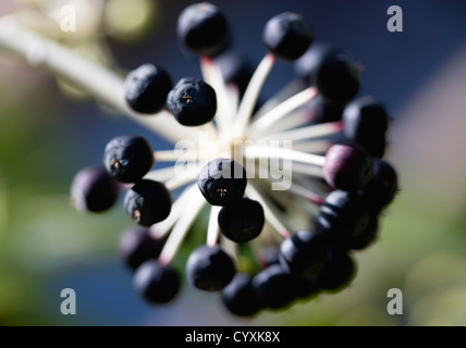 Pflanzen, Sträucher, Fatsia Japonica, japanische Aralia, schwarze Reife Früchte wachsen in Büscheln auf dem Zweig der Pflanze. Stockfoto