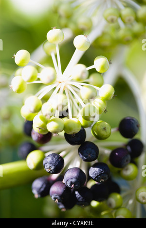 Pflanzen, Sträucher, Fatsia Japonica, japanische Aralia, schwarz und grün, die Reife Frucht wächst in Büscheln auf dem Zweig der Pflanze. Stockfoto