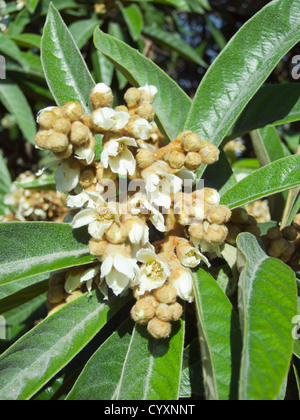 Loquat (Eriobotrya Japonica) Baum Blumen, Herbstsaison Stockfoto