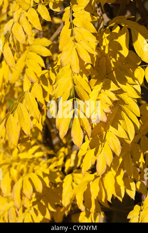 Helles Licht gelbes Blatt von Glyzinien Laub im herbstlichen Sonnenschein im Herbst Stockfoto