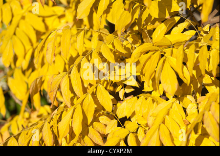 Helles Licht gelbes Blatt von Glyzinien Laub im herbstlichen Sonnenschein im Herbst Stockfoto