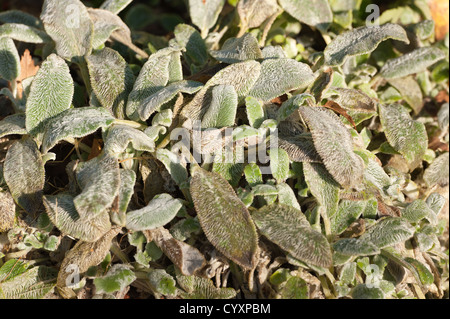 Lammzüngli Ohr oder Lamm zu Pflanzen, nach dem ersten Winter frost verursachen sterben zurück und Zerstörung auf Teile des Blatt Blätter Stockfoto