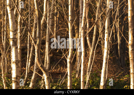 Geistreichen Sonnenuntergang Strahlen von Licht Gnade Baumstämme Laub-Wald Birkenwald, so dass sie leuchten Stockfoto