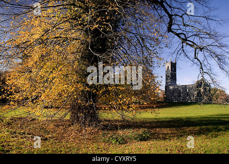 Lough Key Forest Park, Kirchenruine und herbstliche Bäume. Eire irischer Nordeuropa Republik Stockfoto