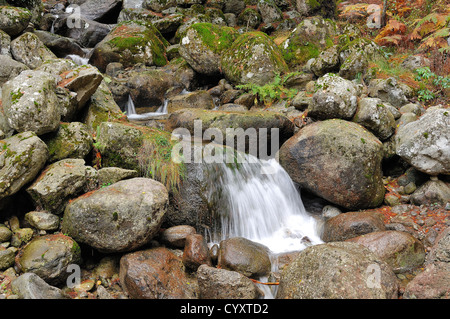 Petite cascade dans la restonicat en automne Haute Corse Frankreich 2 b Stockfoto