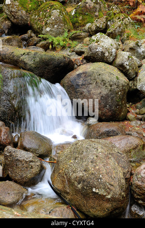 Petite cascade dans la restonicat en automne Haute Corse Frankreich 2 b Stockfoto