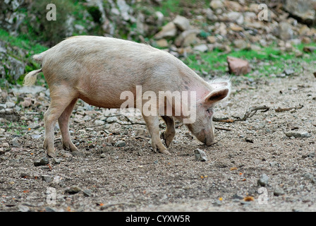 Cochon Sauvage Corse, Dans Son Milieus Favoris, Chataigneraie de Cristinacce haute Corse Frankreich 2 b Stockfoto