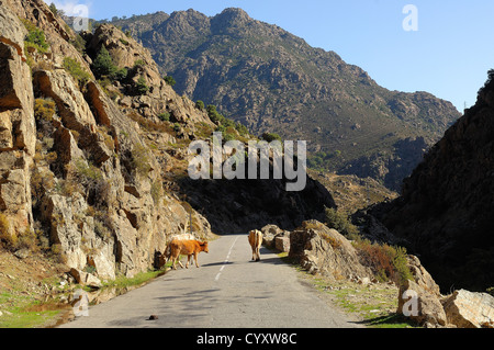 Vaches dans la Scala di Santa Regina en automne Haute Corse Frankreich 2 b Stockfoto