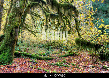 Moos bedeckte Bäume in Hoh Rainforest, Olympic Nationalpark Washington Stockfoto